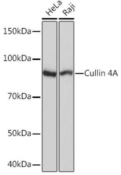 Cullin 4a Rabbit anti-Human, Clone: 5P4M1, Novus Biologicals 20 &mu;g;