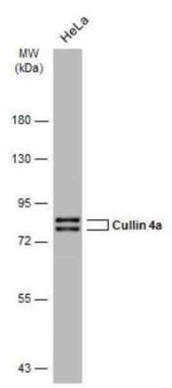 Cullin 4a Antibody (GT2435), Novus Biologicals 100 &mu;g | Buy Online | Novus Biologicals | Fisher Scientific