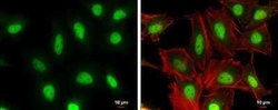 Cullin 4a Antibody (GT885), Novus Biologicals 100 &mu;g; Unconjugated:Antibodies,
