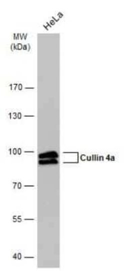 Cullin 4a Antibody (GT885), Novus Biologicals 100 &mu;g; Unconjugated:Antibodies,