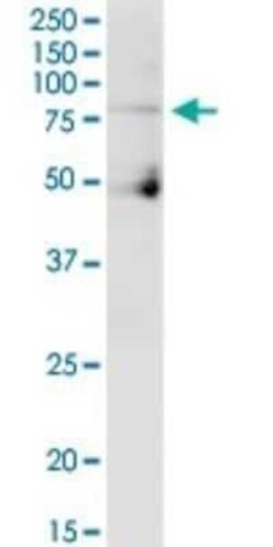 Cullin 4a Antibody, Novus Biologicals 0.05 mg | Buy Online | Novus Biologicals | Fisher Scientific