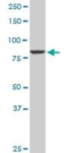 Cullin 4a Antibody, Novus Biologicals 0.1 mg | Buy Online | Novus Biologicals | Fisher Scientific
