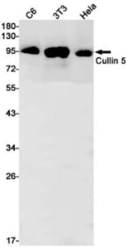 Cullin 5 Rabbit anti-Human, Mouse, Rat, Clone: S02-5K8, Novus Biologicals:Antibodies:Primary