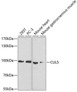 Cullin 5 Antibody - BSA Free, Novus Biologicals 0.02 mL, Unconjugated:Antibodies,
