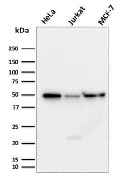 Cyclin A1 Mouse anti-Xenopus, Clone: XLA1-3, Novus Biologicals:Antibodies:Primary