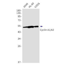 Cyclin A1/Cyclin A2 Rabbit anti-Human, Clone: S07-3D4, Novus Biologicals