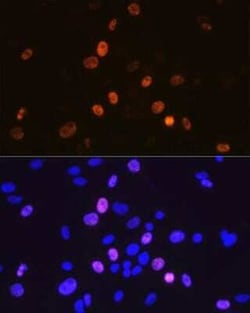 Cyclin A2 Rabbit anti-Human, Mouse, Rat, Clone: 3E9Z3, Novus Biologicals