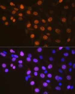 Cyclin A2 Rabbit anti-Human, Mouse, Rat, Clone: 3E9Z3, Novus Biologicals