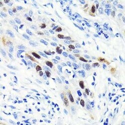 Cyclin A2 Rabbit anti-Human, Mouse, Rat, Clone: 3E9Z3, Novus Biologicals