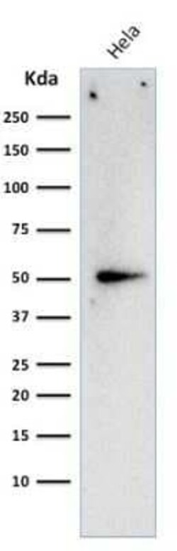 Cyclin A2 Antibody (E67) - Azide and BSA Free, Novus Biologicals 0.1 mg | Buy Online | Novus Biologicals | Fisher Scientific