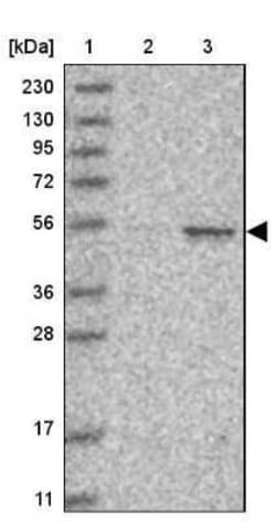 Cyclin A2 Antibody, Novus Biologicals:Antibodies:Primary Antibodies