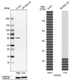 Cyclin A2 Antibody, Novus Biologicals:Antibodies:Primary Antibodies