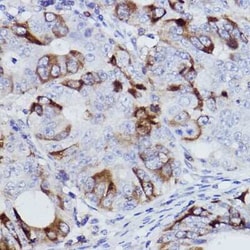 Cyclin B1 Rabbit anti-Human, Mouse, Clone: 1Q3E9, Novus Biologicals:Antibodies:Primary