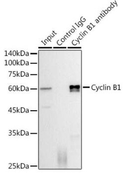 Cyclin B1 Rabbit anti-Human, Mouse, Clone: 1Q3E9, Novus Biologicals:Antibodies:Primary