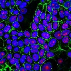 Cyclin B1 Antibody (CCNB1/1098), Novus Biologicals:Antibodies:Primary Antibodies