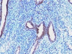 Cyclin B1 Antibody (CCNB1/1098), Novus Biologicals:Antibodies:Primary Antibodies