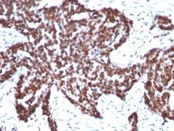 Cyclin B1 Antibody (CCNB1/1098), Novus Biologicals:Antibodies:Primary Antibodies