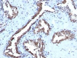 Cyclin B1 Antibody (CCNB1/1098), Novus Biologicals:Antibodies:Primary Antibodies