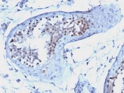 Cyclin B1 Antibody (CCNB1/1098), Novus Biologicals:Antibodies:Primary Antibodies