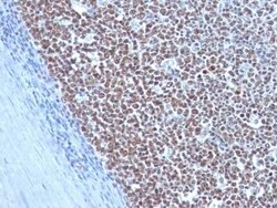Cyclin B1 Antibody (CCNB1/1098), Novus Biologicals:Antibodies:Primary Antibodies