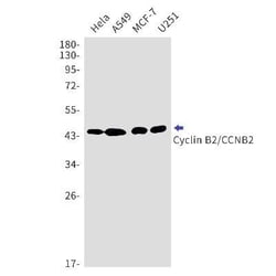 Cyclin B2 Rabbit anti-Human, Mouse, Rat, Clone: S05-3A6, Novus Biologicals 25 &mu;g | Buy Online | Novus Biologicals | Fisher Scientific