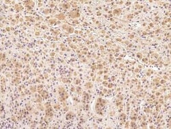 Cyclin B2 Antibody, Novus Biologicals:Antibodies:Primary Antibodies