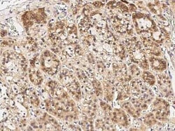 Cyclin B2 Antibody, Novus Biologicals 100 &mu;g, Unconjugated:Antibodies,