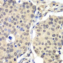 Cyclin C Antibody - BSA Free, Novus Biologicals:Antibodies:Primary Antibodies