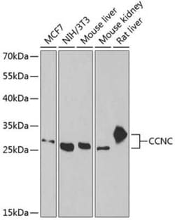 Cyclin C Antibody - BSA Free, Novus Biologicals:Antibodies:Primary Antibodies