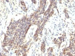 Cyclin D1 Antibody (CCND1/809), Novus Biologicals 0.1mg; Unlabeled:Antibodies,