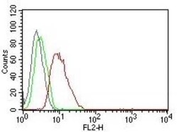 Cyclin D1 Antibody (DCS-6), Novus Biologicals:Antibodies:Primary Antibodies