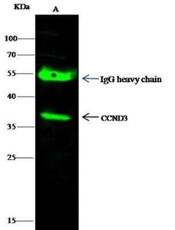 Cyclin D3 Antibody, Novus Biologicals:Antibodies:Primary Antibodies