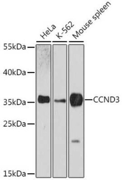 Cyclin D3 Antibody - Azide and BSA Free, Novus Biologicals 0.02 mL, Unconjugated:Antibodies,