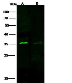 Cyclin D3 Antibody, Novus Biologicals:Antibodies:Primary Antibodies