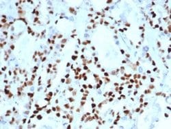 Cyclin E1 Antibody (CCNE1/4935R) - Azide and BSA Free, Novus Biologicals 100 &mu;g | Buy Online | Novus Biologicals | Fisher Scientific
