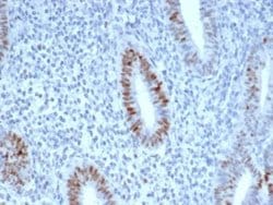 Cyclin E1 Antibody (CCNE1/4935R) - Azide and BSA Free, Novus Biologicals 100 &mu;g | Buy Online | Novus Biologicals | Fisher Scientific