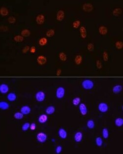 Cyclin H Rabbit anti-Human, Mouse, Clone: 3N5S3, Novus Biologicals:Antibodies:Primary