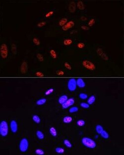 Cyclin H Rabbit anti-Human, Mouse, Clone: 3N5S3, Novus Biologicals:Antibodies:Primary