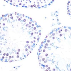 Cyclin H Rabbit anti-Human, Mouse, Clone: 3N5S3, Novus Biologicals:Antibodies:Primary