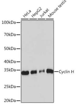 Cyclin H Rabbit anti-Human, Mouse, Clone: 3N5S3, Novus Biologicals:Antibodies:Primary