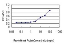 Cyclin H Antibody (1B8), Novus Biologicals 0.1 mg, Unconjugated:Antibodies,