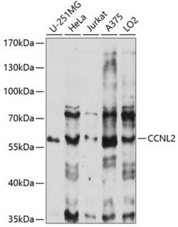 Cyclin L2 Antibody - Azide and BSA Free, Novus Biologicals 0.1 mL, Unconjugated:Antibodies,