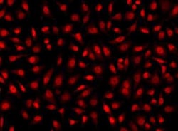 Cyclin-O Antibody, Novus Biologicals:Antibodies:Primary Antibodies