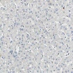 Cyclin T1 Antibody, Novus Biologicals 100 &mu;g; Unconjugated:Antibodies,