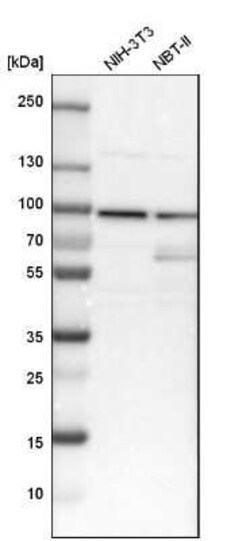 Cyclin T1 Antibody, Novus Biologicals 100 &mu;g; Unconjugated:Antibodies,