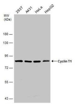 Cyclin T1 Antibody, Novus Biologicals 100 &mu;g | Buy Online | Bio-Techne | Fisher Scientific