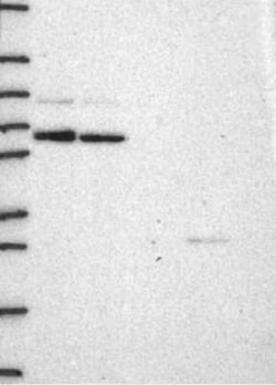 Cyclin T1 Rabbit anti-Human, Polyclonal, Novus Biologicals:Antibodies:Primary