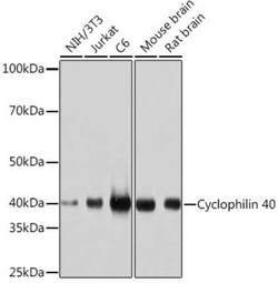 Cyclophilin 40 Rabbit anti-Human, Mouse, Rat, Clone: 4O7P5, Novus Biologicals 100 &mu;g | Buy Online | Bio-Techne | Fisher Scientific