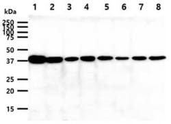 Cyclophilin 40 Mouse anti-Human, Clone: 1B8, Novus Biologicals:Antibodies:Primary