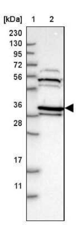 Cyclophilin 40 Antibody, Novus Biologicals 0.1 mL | Buy Online | Novus Biologicals | Fisher Scientific